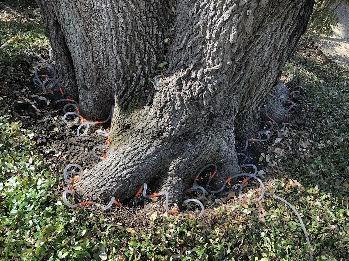 Detailed Tree Cabling and Bracing job site in Camp Douglas
