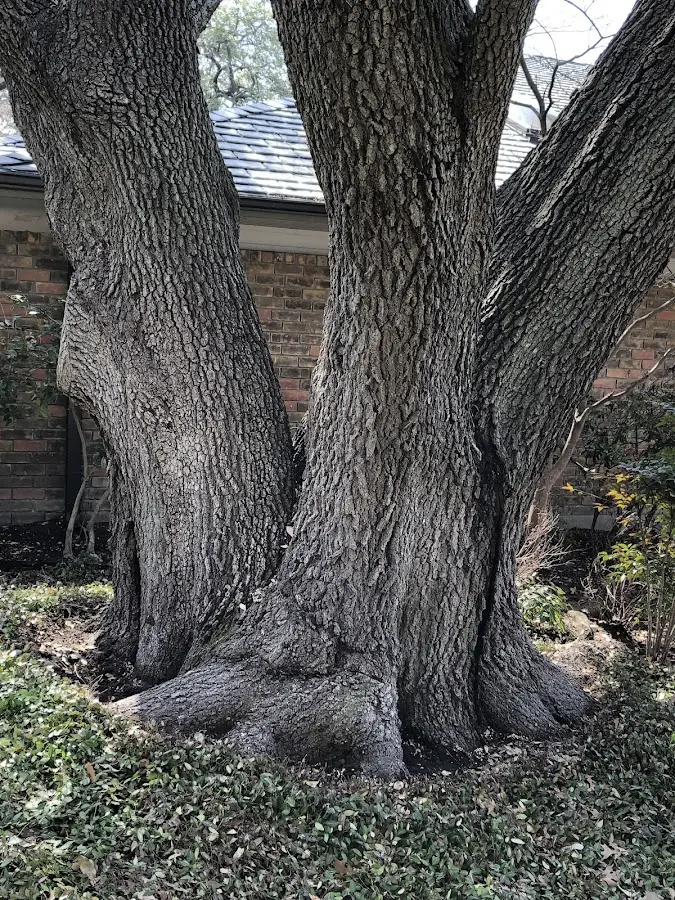 Mature heritage tree close to a Camp Douglas property cared for by certified arborists